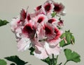 original white and red geranium flowers (royal pelargonium) on a light background Royalty Free Stock Photo