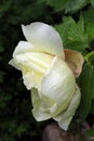 original white tree peony flower with raindrops on the petals