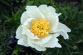 original white with yellow stamens tree peony flower