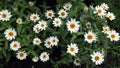 original white zinnias with a yellow center bloom in the evening garden