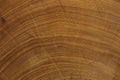 Original wood texture on the cut Royalty Free Stock Photo