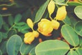 Original yellow blooming bush in the garden with green leaves beautiful blueberry bush in the garden with green leaves