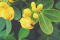 Original yellow blooming bush in the garden with green leaves beautiful blueberry bush in the garden with green leaves