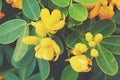 Original yellow blooming bush in the garden with green leaves beautiful blueberry bush in the garden with green leaves