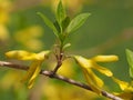 Original Yellow Forsythia flowers close up.