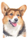 Water colour painting portrait of welsh corgi 119