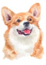 Water colour painting portrait of welsh corgi 121