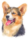 Water colour painting portrait of welsh corgi 122