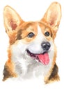 Water colour painting portrait of welsh corgi 124