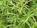 The Long Thin Leaves of a Hebe Veronica stricta egmontiana Bush Royalty Free Stock Photo