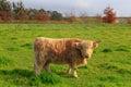 A brown Highland cow standing in a field Royalty Free Stock Photo