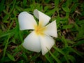 White and yellow Plumeria flower fall down on the ground Royalty Free Stock Photo