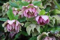 wet Oriental hellebore