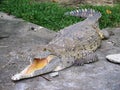 Orinoco Caiman. Crocodylus intermedius Royalty Free Stock Photo