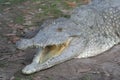 Orinoco Crocodile (Crocodylus intermedius) Royalty Free Stock Photo