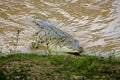 ORINOCO CROCODILE crocodylus intermedius, ADULT EMERGING FROM RIVER, LOS LIANOS IN VENEZUELA