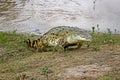 ORINOCO CROCODILE crocodylus intermedius, ADULT EMERGING FROM RIVER, LOS LIANOS IN VENEZUELA