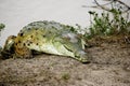 Orinoco Crocodile, crocodylus intermedius, Adult emerging from Water, Los Lianos in Venezuela