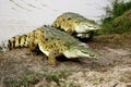 Orinoco Crocodile, crocodylus intermedius, Adults emerging from River, Los Lianos in Venezuela