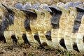 Orinoco Crocodile, crocodylus intermedius, Close up of Tail, Los Lianos in Venezuela