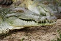 Orinoco Crocodile, crocodylus intermedius, Head of Adult, Close-up, Los Lianos in Venezuela