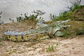 Orinoco Crocodile, crocodylus intermedius, Pair standing near River, Los Lianos in Venezuela