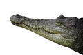 Orinoco Crocodile Head Shot isolated