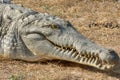 Orinoco crocodile Royalty Free Stock Photo