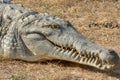 Orinoco crocodile