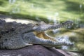 Orinoco Crocodile Open Mouth Royalty Free Stock Photo