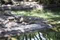 Orinoco Crocodile Resting