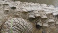 Orinoco Crocodile`s Scales And Scutes, Colombia