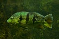 The Orinoco peacock bass Cichla orinocensis.