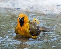 Oriole Bathing in Mission, Texas