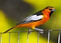 Oriole Perching on Wire Fence