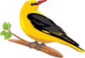 Oriole sits on a branch