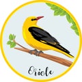 Oriole sits on a branch. Sticker for design