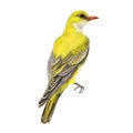 Oriole, yellow bird, watercolor illustration