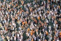 Orioles fans celebrating a homerun Royalty Free Stock Photo