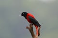 Oriolous traillii, Maroon Oriole Royalty Free Stock Photo