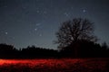 Orion stars observingn over field in Latvia