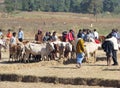 Orissa tribal rural cattle weekly market Royalty Free Stock Photo