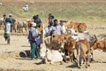 Orissa tribal rural cattle weekly market