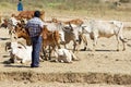 Orissa tribal rural cattle weekly market Royalty Free Stock Photo