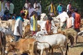Orissa tribal rural cattle weekly market Royalty Free Stock Photo