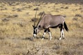 Orix in Namibia Royalty Free Stock Photo