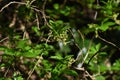 Orixa japonica male flowers Royalty Free Stock Photo