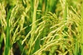 Paddy plants that are ready to harvest in close-up