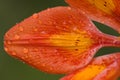 Orizontal lily