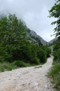 road to the mountains with trees